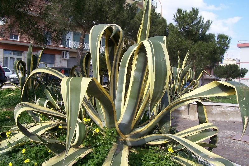 Century Plant